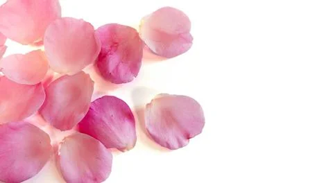 Simple background of some pink rose petals on white background Stock Photos