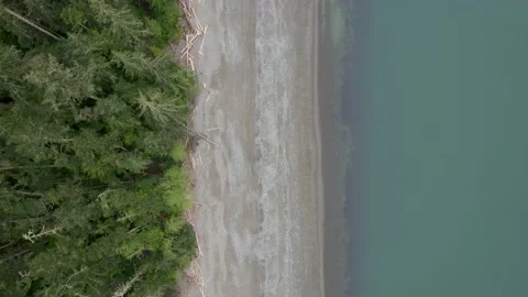 Simple Beach With Pine Trees In Pacific Northwest (Drone Video From Above) Stock Footage 195762275