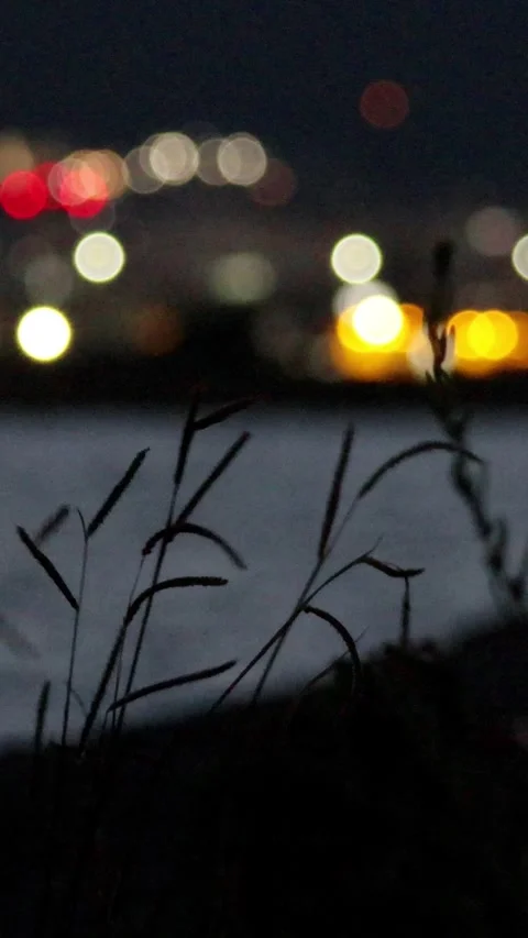 Simple but beautiful city lights ocean and dallisgrass swaying at night,Vertical Stock Footage 343562751