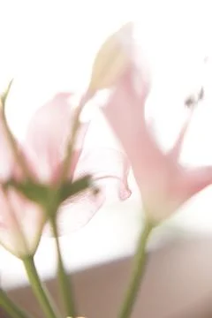 Simple beautiful macro background of pink lily 写真素材