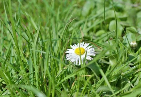 Simple beauty Stock-Fotos