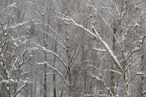Simple birch and dusted branches, Graphical pattern of trees and branches displa 写真素材