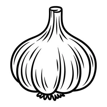 A simple black and white line drawing of a whole bulb of garlic Stock Illustration
