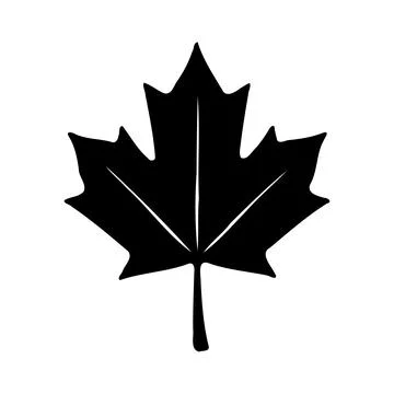 Simple Black and White Maple Leaf Illustration Stock Illustration