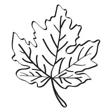 Simple black and white maple leaf illustration Stock Illustration