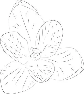 A simple black and white vector line pattern of a flower on a white backgroun Stock Illustration