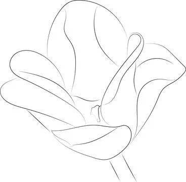 A simple black and white vector line pattern of a flower on a white backgroun Stockillustratie