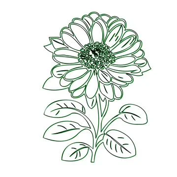 Simple black line drawing of a daisy flower with leaves Stock Illustration
