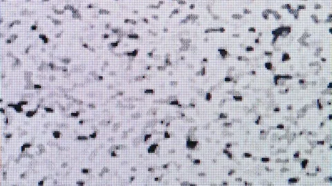 Simple black white blank old LCD TV screen noise, no signal, bright empty d.. Stock Footage 225113602