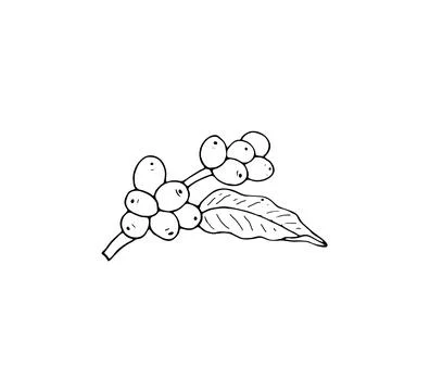 Simple branch of coffee tree Stock Illustration