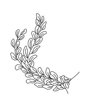 Simple branch of the eucalyptus plant, decorative with rounded leaves. Graphic Stock Illustration
