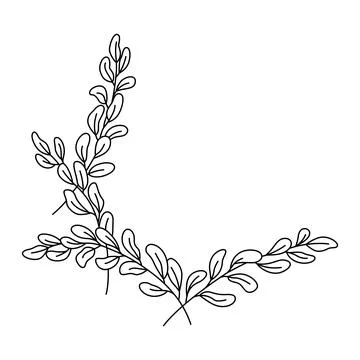 Simple branch of the eucalyptus plant, decorative with rounded leaves. Graphic Stock Illustration