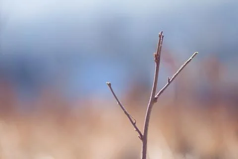 Simple branch Stock Photos