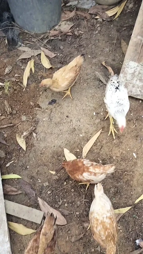 Simple chick coop setup with chicks exiting enclosure Video stock 323427378