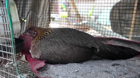 Simple Chicken Habitat Stock Footage 327574010