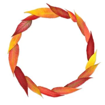 Simple circular frame from colored autumn leaves Stock Photos