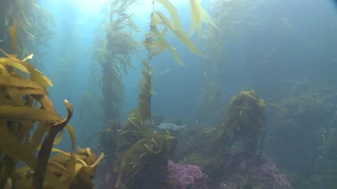 Simple Clips Video stock 79247437