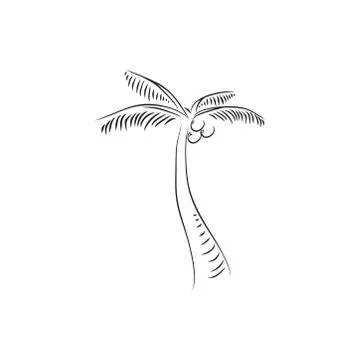 Simple coconut tree hand drawn illustration Stock Illustration