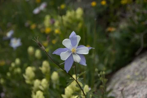A simple columbine Stock Photos