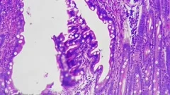 Epithelium cells of cavitas oris of huma Stock Video Pond5