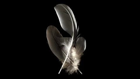 Simple composition with three feathers trembling while waft blowing Stock Footage 76055089