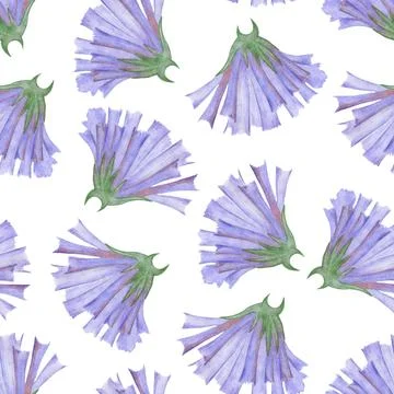 Simple Cornflower Floral Seamless Pattern on a White Background. Stock Photos