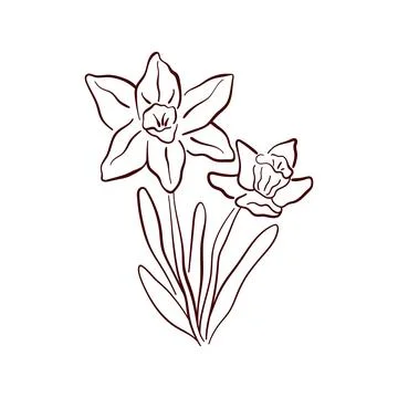 Simple daffodil spring flower in a delicate line art style. Ideal for spring Stock Illustration