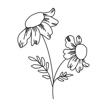 Simple daisies vector line art Stock Illustration
