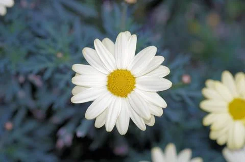 Simple daisy extreme closeup Stock Photos