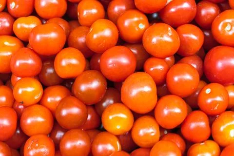 Simple descriptive title. Vibrant harvest of juicy red tomatoes in natural .. Foto stock