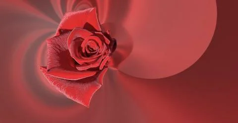 Simple design red large rose on a red abstract background Stock Photos