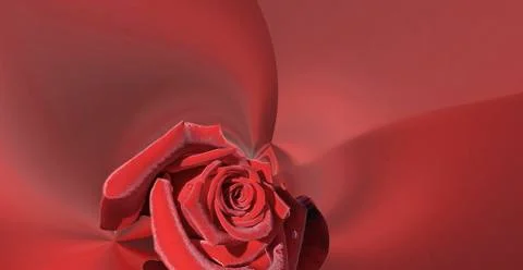 Simple design red large rose on a red abstract background Stock Photos
