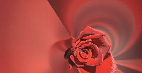 Simple design red large rose on a red abstract background Stock Photos