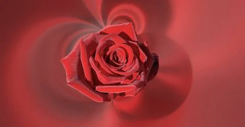Simple design red large rose on a red abstract background Stock Photos
