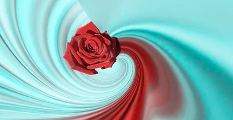 Simple design red large rose on a red abstract background wave lines on light Stock Photos