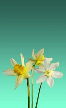 Simple design three white daffodils on a greenish background trend color 2020 Photos