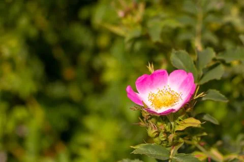 A simple dog rose Stock Photos