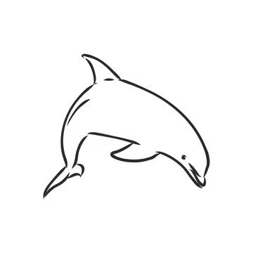 Simple dolphin silhouette dolphin, vector sketch on a white background Stock Illustration
