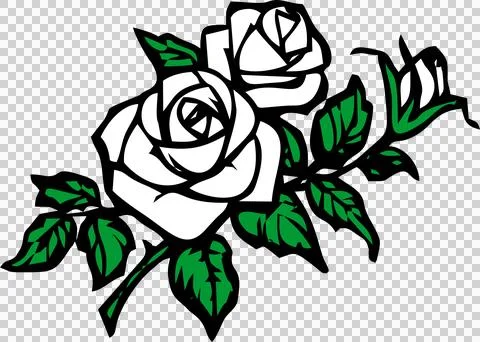 Simple drawing of a branch of two white roses with leaves without background Stock-Illustration