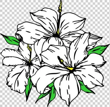 Simple drawing of three white hibiscus flowers without background Illustrazione stock