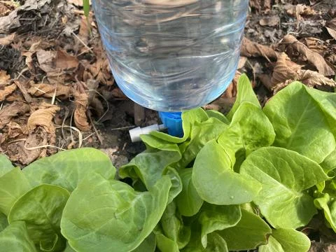 Simple drip irrigation system using plastic bottles in greenhouse Fotos de archivo