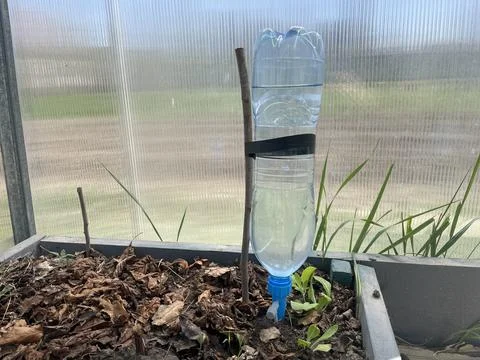 Simple drip irrigation system using plastic bottles in greenhouse Fotos de archivo