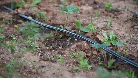 Simple drip irrigation system with water hose at strawberry field, close-up Stock Footage 132219167