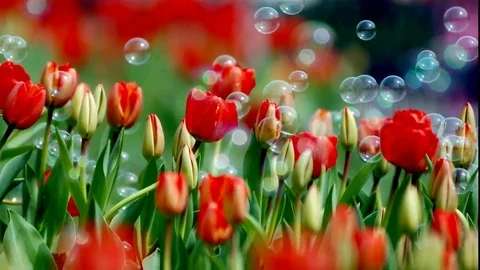 Simple, dynamic slideshows - portfolio - 15 Stock After Effects