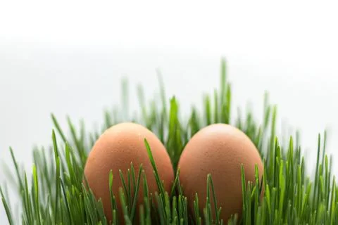 Simple Eggs in the Fresh Grass on the White Background. Copy Space Stock Photos