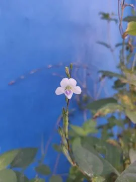 Simple Elegance: Flower on Blue Stock Photos