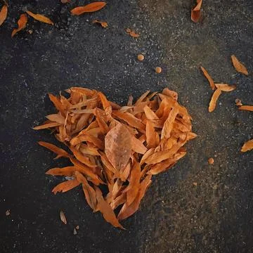 A simple fallen leaf can express love Stock Photos