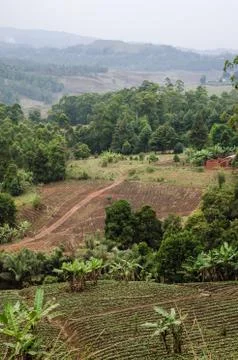 Simple farm with fields and forest in highlands along Bamenda Ring Road Stock Photos