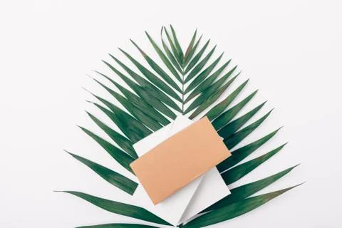 Simple flat lay composition of one palm leaf 스톡 사진