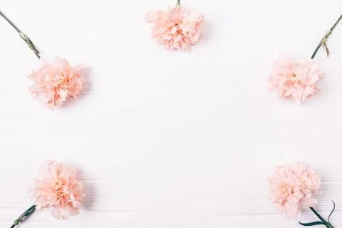 Simple flat lay frame of pink flower buds Photos